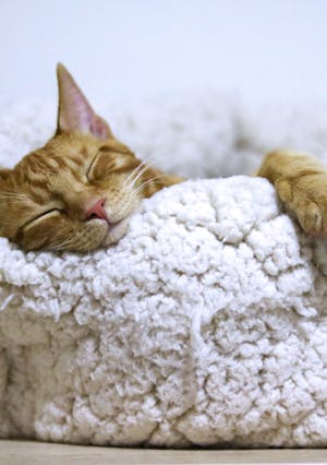 Adorable ginger cat peacefully sleeps in a soft, fluffy basket indoors.